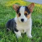 OKOVAN tata Pembroke Welsh Corgi k Adopci