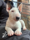 2 Miniaturn tata BullTerrier pro nov domovy