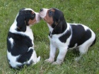 štěňata  beagle, zoufale potřebující nové domovy, ne na prodej, šťastný nový rok.