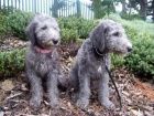 zdrav ttka Bedlington k adopci