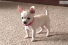Mini Chihuahua tata