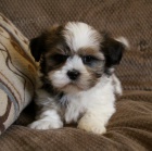 Štěňata Shih Tzu.