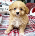 Krsn tata Aussiedoodle k adopci