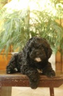 ndhern ttka Cavapoo hledaj vn domov