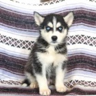 Nádherná štěňátka sibiřského huskyho, Štěňátka zbožňují děti a milují honit naše děti a rádi si hrají venku.