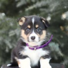 Rozkošná velšská štěňátka Corgi.