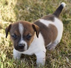 Prodm tata jack russell terira.