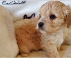 Prodám roztomilá štěňátka Cavapoo.