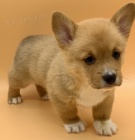 Prodm tata Pembroke Welsh Corgi.