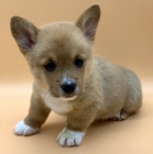 Prodám štěňata Pembroke Welsh Corgi.