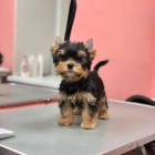 Prodm mini tata yorkie.