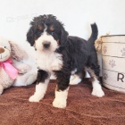 Prodám krásná štěňata Bernedoodle