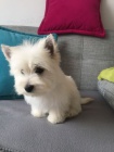 Prodám mini mini štěňata West Highland White Terriers