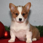 krsn a andlsk tata Pembroke Welsh Corgi na prodej.