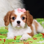 Prodám zdravá a krásná štěňata Kavalír King Charles Spaniel.