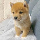 Prodm tata shiba inu