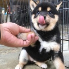 Prodám zdravá a očkovaná štěňata shiba inu