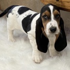 tata basset hound.