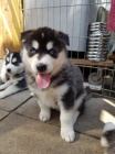 sibisk husky s krsnma modrma oima k adopci.