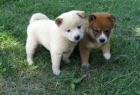 Štěňata Shiba Inu.