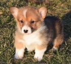 Corgi Pembroke Štěňata.