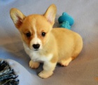 Corgi pembroke štěňata.