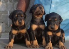 Štěňata evropského dobermana.