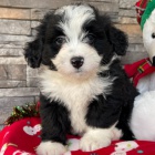 Prodám zdravá a očkovaná štěňata Bernedoodle.