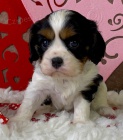 zdrav a okovan tata Kavalr King Charles Spaniel k adopci.