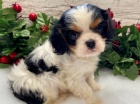 zdrav a okovan tata Kavalr King Charles Spaniel k adopci.