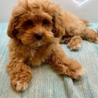 Maltipoo štěňata.