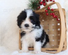 Shih Tzu štěňata.