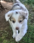 zdravá, očkovaná a odčervená štěňata fenky a pejska Border kolie k adopci