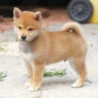 Prodám roztomilá a krásná očkovaná štěňata shiba inu