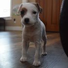 krsn tata fenky a pejska jack russell k adopci