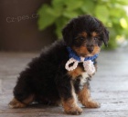 Aussiedoodle štěňata na prodej. Protože jsou všichni zdraví a očkovaní. Získejte jeden pro svou rodinu hned teď.