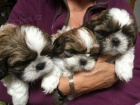 Rozkošná štěňata Shih Tzu.
