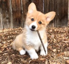 Corgi Pembroke štěňata.