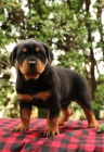 Štěňata rottweilerů.