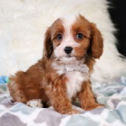 Zdrav tata Cavapoo k adopci