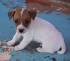 Krsn a rozkon ttka jack russell terira k adopci. Vechna tata jsou okovan a zdrav.