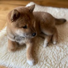 Prodm rozkon miminka tata shiba inu