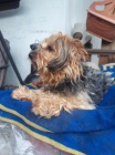 Adorables cachorros yorkie