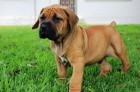 Boerboel tata.