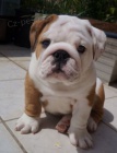 Štěňata anglického buldoka k adopci