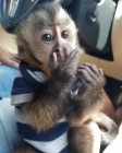 mlata kapucnskch opic na prodej