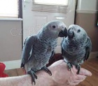 Prodám africké papoušky šedé