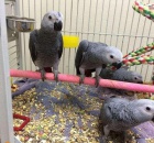 Prodám africké papoušky šedé