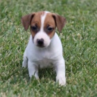 Prodám štěňata jack russell teriéra. Všechna štěňata jsou očkovaná a zdravá.