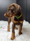 dobrman pinč štěňata k adopci